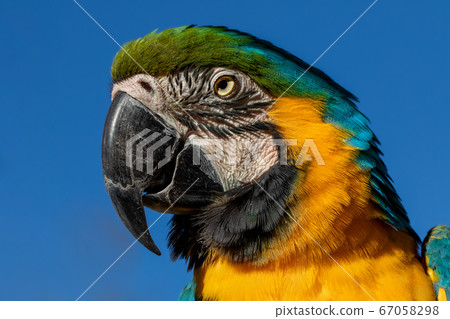 Macaw bird Parakeet Macaw bird Parakeet 67058298