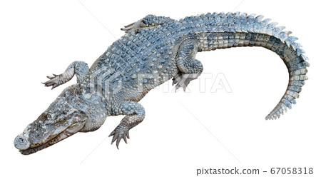 crocodile isolated on white background crocodile isolated on white background 67058318