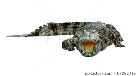 crocodile isolated on white background 67058319
