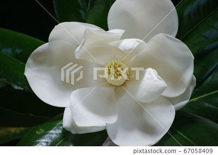 Taisambok flowers 67058409