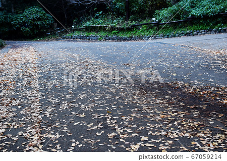 Fallen leaves on the sidewalk of Inokashira Park Fallen leaves on the sidewalk of Inokashira Park 67059214