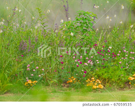 Port of Nagoya Wildflower Garden Bluebonnet flowers 67059535