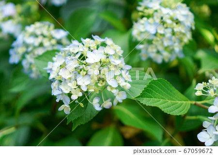 Hydrangea flower 67059672