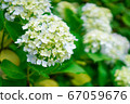 Hydrangea flower 67059676