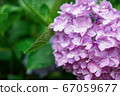 Hydrangea flower 67059677