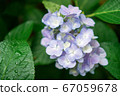 Hydrangea flower 67059678