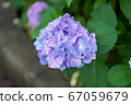 Hydrangea flower 67059679