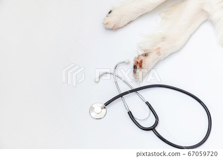 Puppy dog border collie paws and stethoscope 67059720