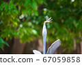 Dragonfly on the fence 67059858