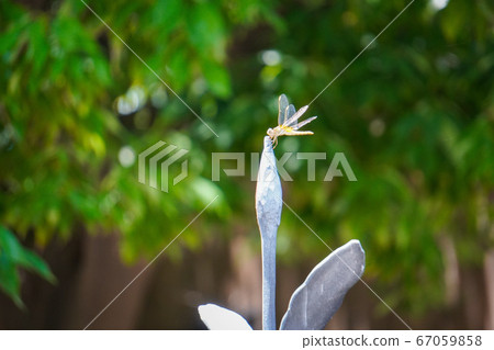 Dragonfly on the fence Dragonfly on the fence 67059858