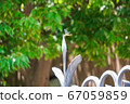 Dragonfly perched on the fence 67059859