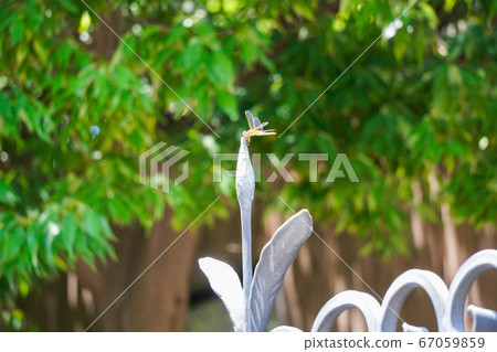 Dragonfly perched on the fence 67059859