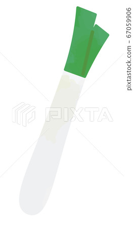 Illustration of long onion white onion 67059906