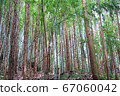 Trees in the forest 67060042