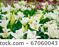 Lily flowers in Chikusa Park 67060043