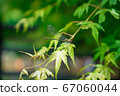 Dragonfly perching on a maple 67060044