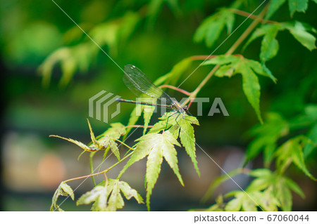 Dragonfly perching on a maple 67060044