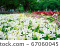 Lily flowers in Chikusa Park 67060045
