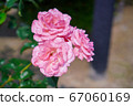 Rose flower 67060169