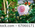 Rose flower 67060171
