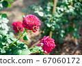 Rose flower 67060172