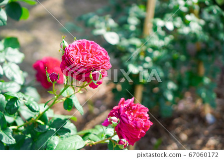 Rose flower 67060172