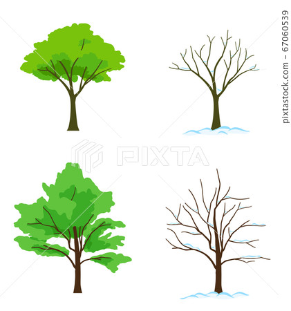 Set of winter trees with green leaves and snow 67060539