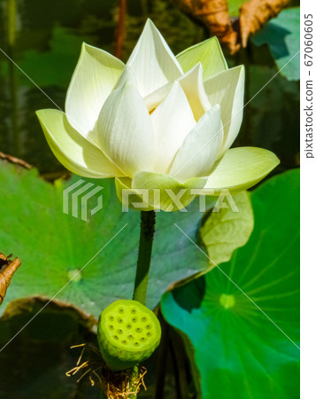 Sir Seewoosagur Ramgoolam Botanical Garden in Sir Seewoosagur Ramgoolam Botanical Garden in 67060605