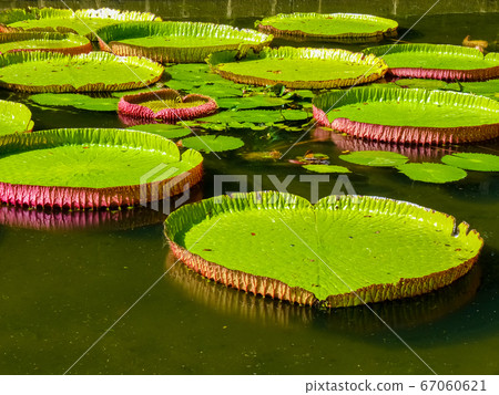 Sir Seewoosagur Ramgoolam Botanical Garden in Sir Seewoosagur Ramgoolam Botanical Garden in 67060621