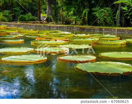 Sir Seewoosagur Ramgoolam Botanical Garden in Sir Seewoosagur Ramgoolam Botanical Garden in 67060625