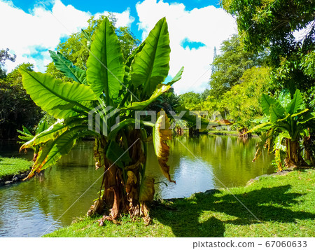 Sir Seewoosagur Ramgoolam Botanical Garden in Sir Seewoosagur Ramgoolam Botanical Garden in 67060633