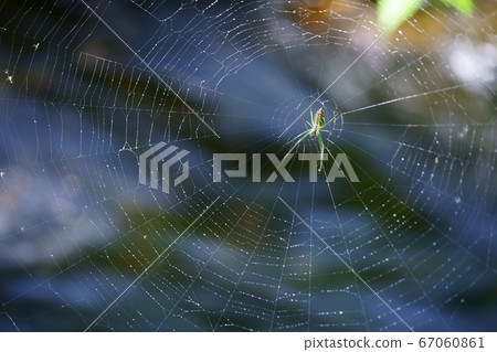 Spider's Thread 67060861