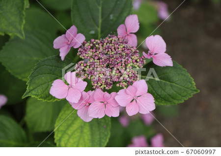Arao City Miyazaki Brothers Home Garden Flowers Arao City Miyazaki Brothers Home Garden Flowers 67060997