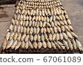 Full frame image of salted Mackerel fish 67061089