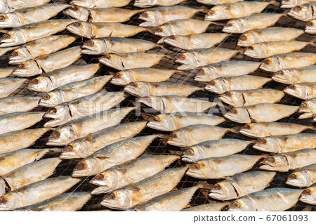 Full frame image of salted Mackerel fish 67061093