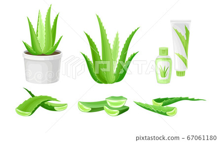 Aloe Vera as Flowering Succulent Plant with Thick Fleshy Leaves Vector Set Aloe Vera as Flowering Succulent Plant with Thick Fleshy Leaves Vector Set 67061180