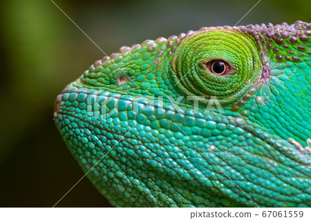 A colorful chameleon, macro shots on Madagascar 67061559