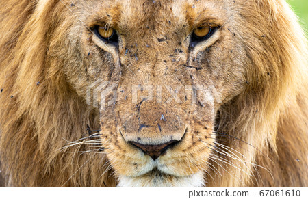 The face of a lion, Kenya The face of a lion, Kenya 67061610