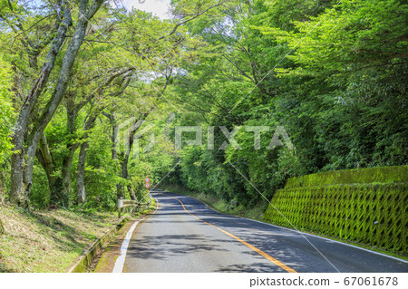 Shinki Ikoma Skyline Fresh Green and Hydrangea 67061678