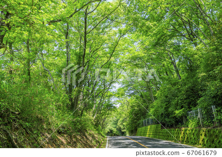 新木生駒天際線鮮綠色和繡球花 新木生駒天際線鮮綠色和繡球花 67061679