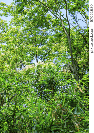 Shinki Ikoma Skyline Fresh Green and Hydrangea 67061680