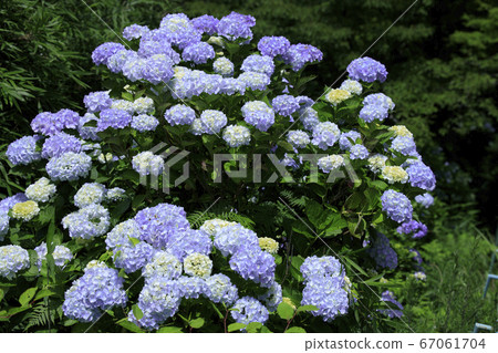 Shinki Ikoma Skyline Fresh Green and Hydrangea Shinki Ikoma Skyline Fresh Green and Hydrangea 67061704