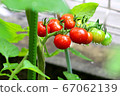 櫻桃番茄_菜園_豐收 67062139