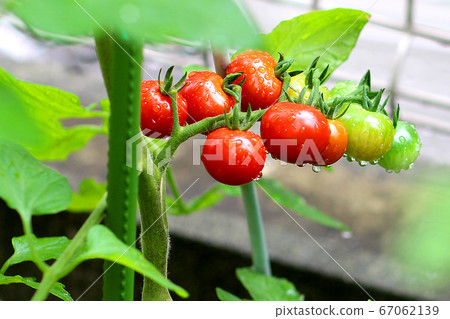 櫻桃番茄_菜園_豐收 櫻桃番茄_菜園_豐收 67062139