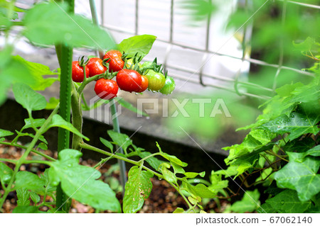 櫻桃番茄_收穫_家庭花園 櫻桃番茄_收穫_家庭花園 67062140