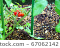 櫻桃番茄_菜園_水果 67062142