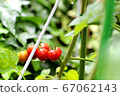 小番茄_櫻桃番茄_收穫時間 67062143