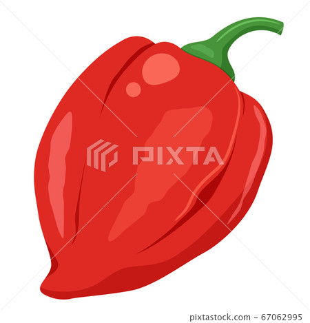 Habanero illustration 67062995