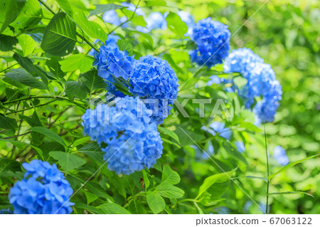 繡球花園盛開,市民的森林 繡球花園盛開,市民的森林 67063122