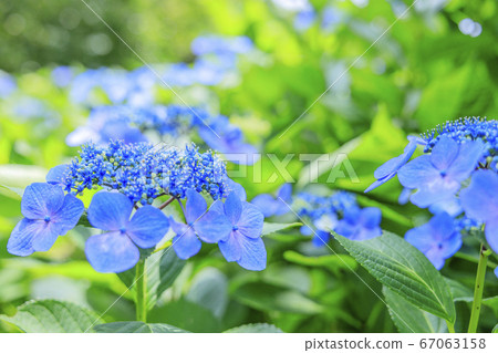 Hydrangea garden in full bloom of the citizens' forest Hydrangea garden in full bloom of the citizens' forest 67063158